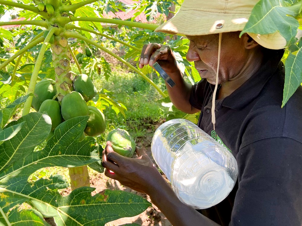 A CABI scientist during the mass release of  Acerophagus papayae – an environmentally friendly and safe-to-use biological control agent – in the inland Kenya county of Baringo, where smallholder farmers are affected by the papaya mealybug.(Credit: CABI)