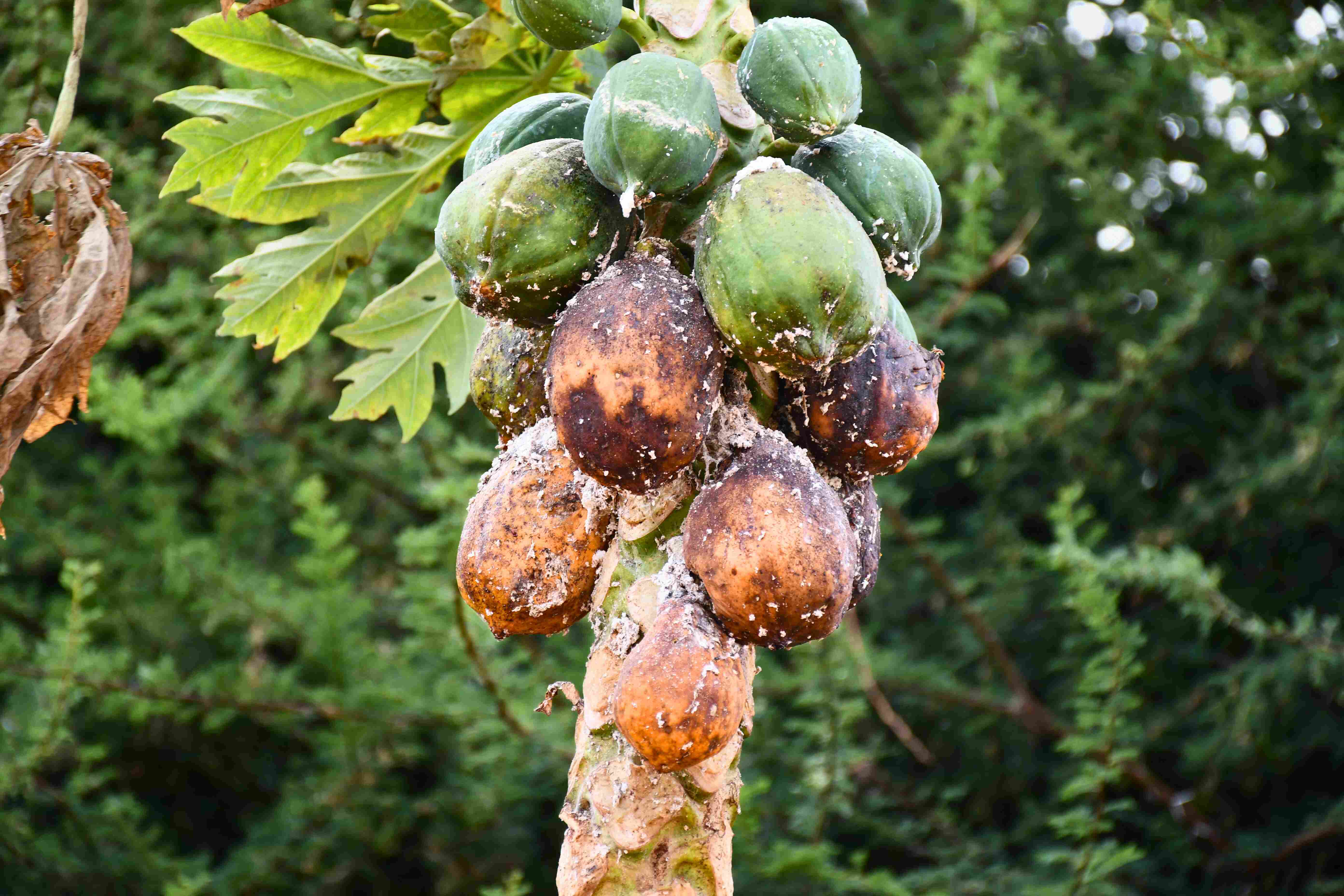 Papaya tree in Wajir County, Kenya, showing damage caused by papaya mealybug. (Credit: CABI) 