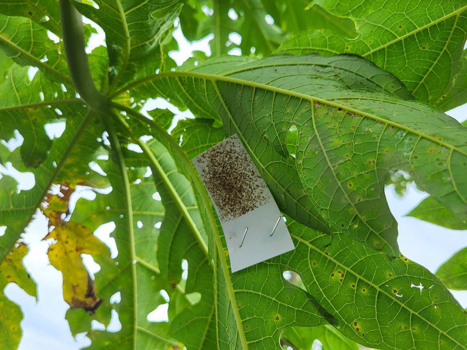The parasitoid mummies are placed on cards that are distributed to farmers to place on their affected crops (Credit: CABI).