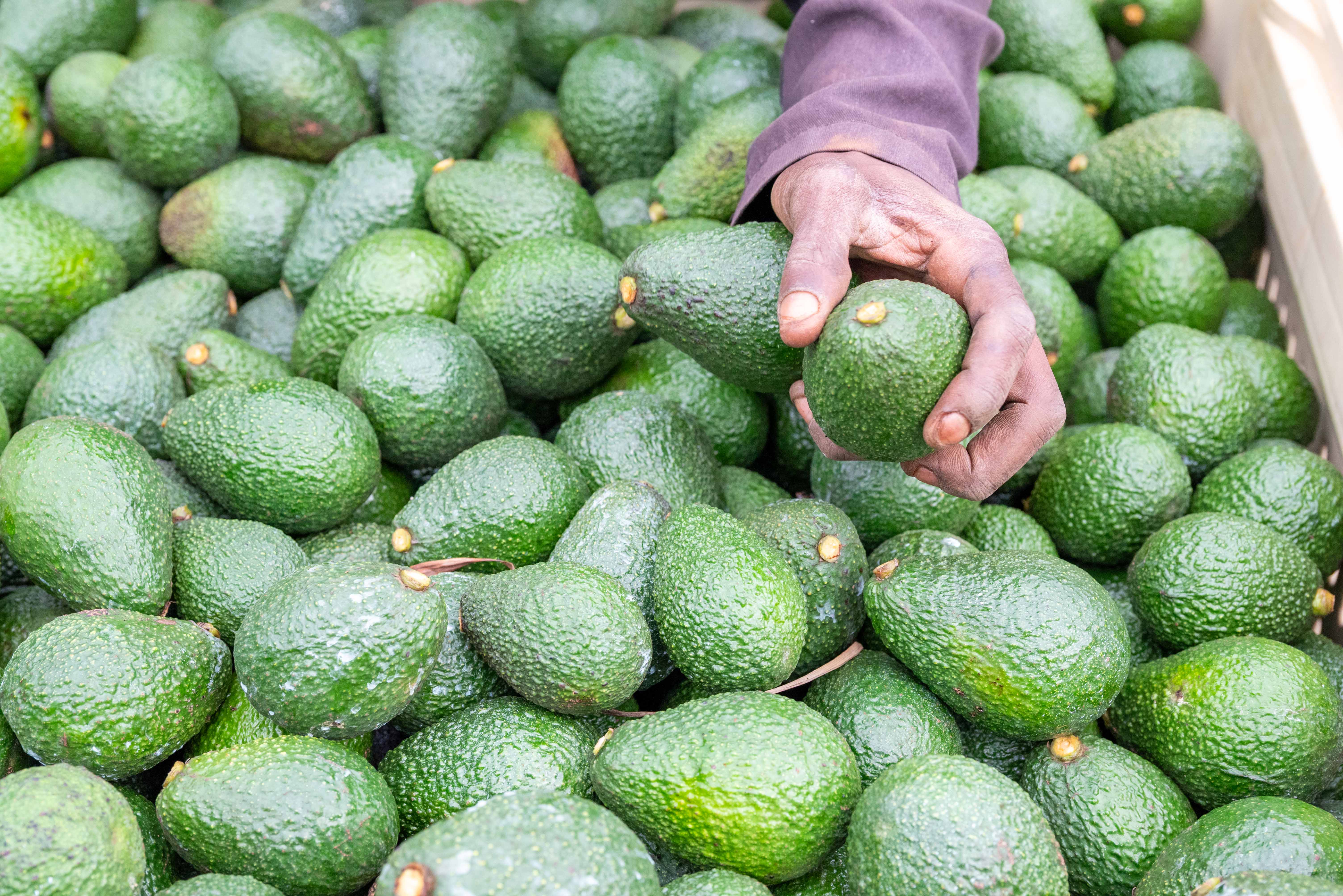 Hass avocado and macadamia farming in Thika