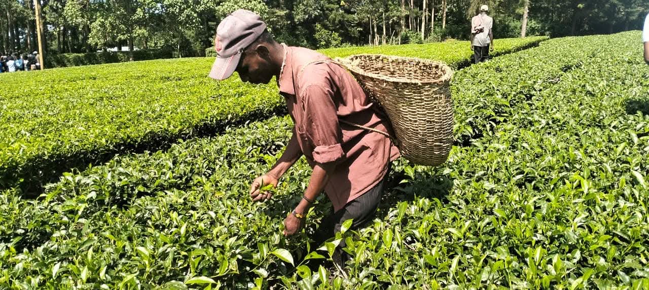 A researcher captured at a tea farm in Kenya
