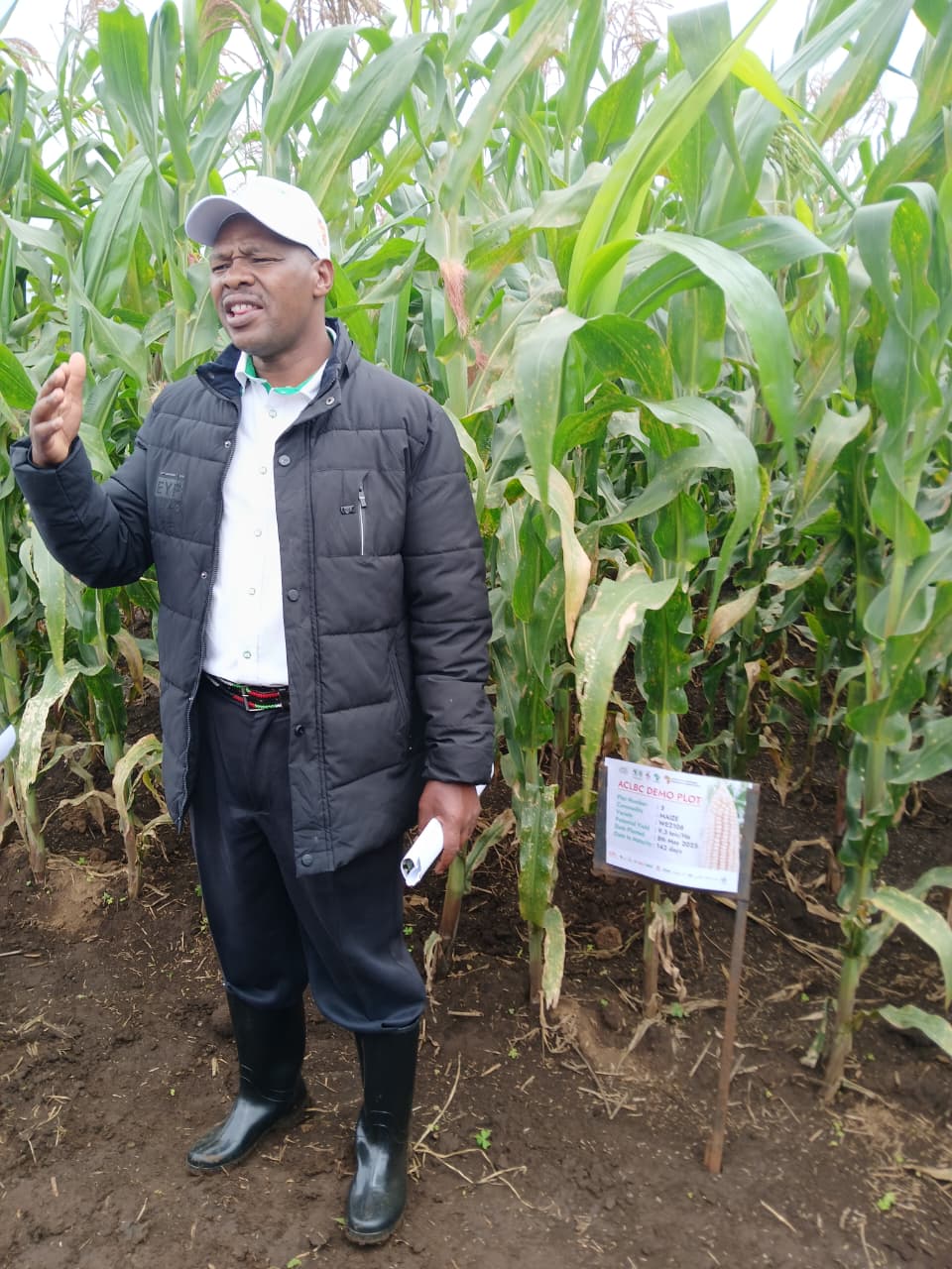 TELA maize trials at KALRO, Kiboko