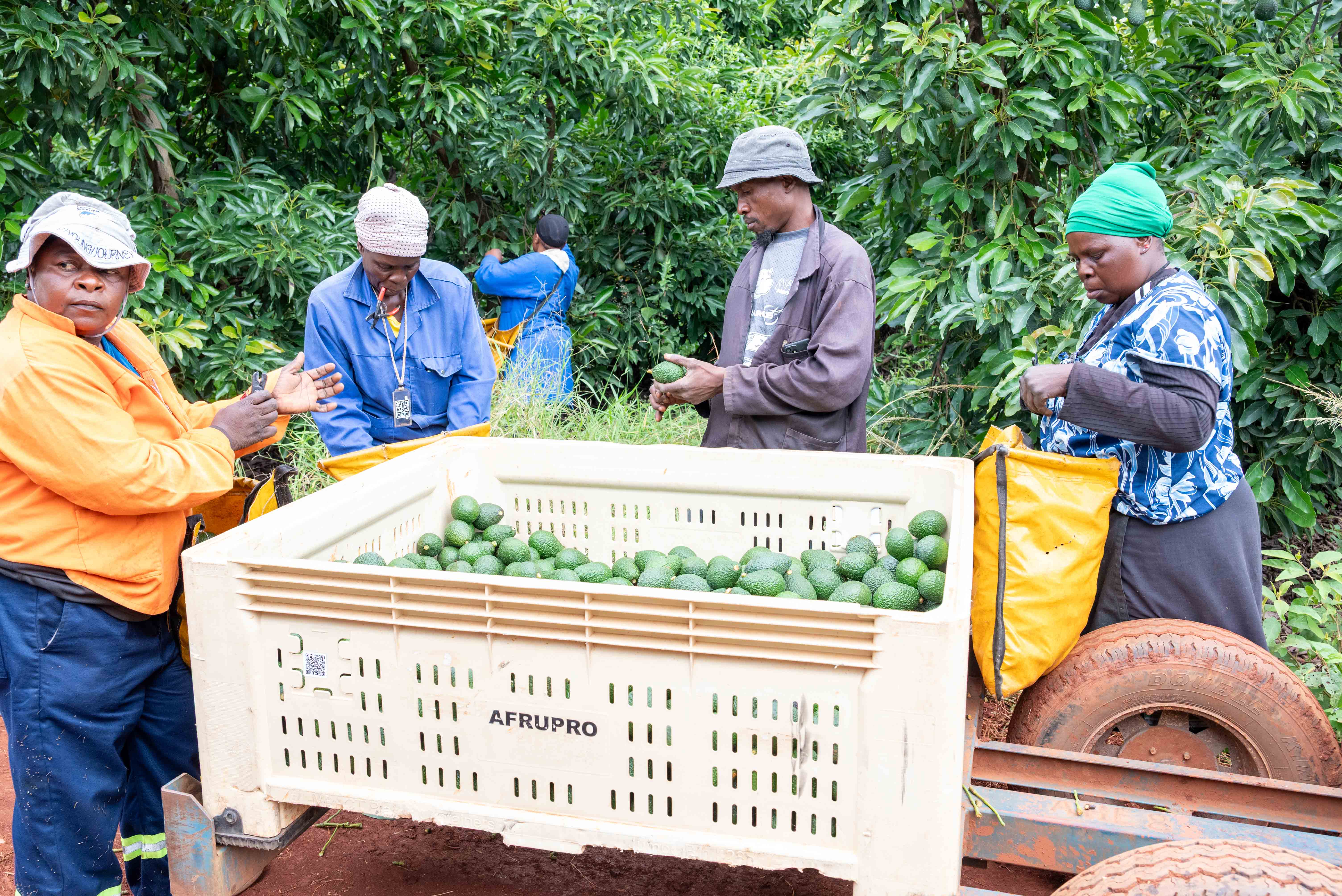 Black soldier fly larvae farming in Nairobi