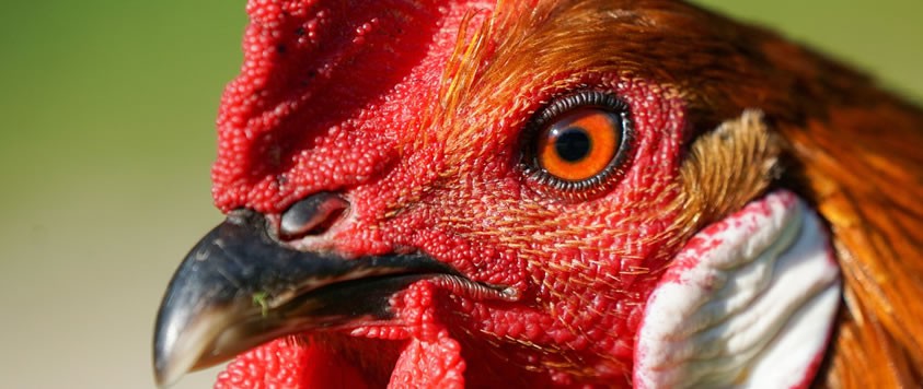 Kalro Chicken